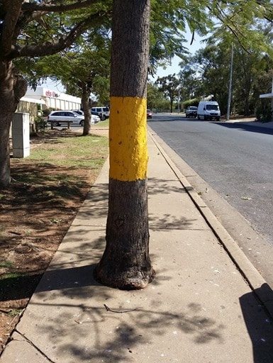 Tree warning